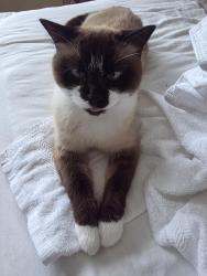 Reunited Female Cat last seen Near TIMESCAPE Ct, Las Vegas, NV 89123, Las Vegas, NV 89123