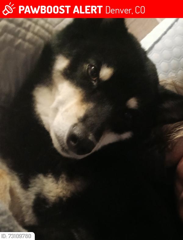Lost Male Dog last seen 50th & pecos, Denver, CO 80249