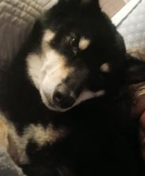 Lost Male Dog last seen 50th & pecos, Denver, CO 80249
