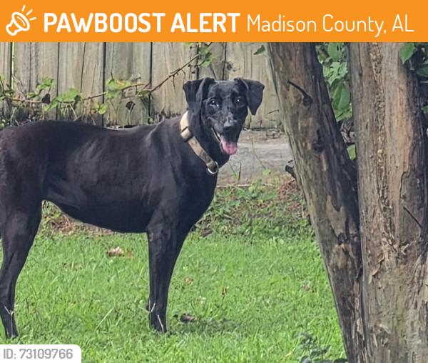 Found/Stray Female Dog last seen Nick Davis, Pettus, Madison County, AL 35757