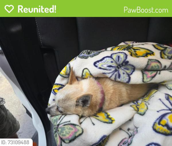 Reunited Female Dog last seen Salmn and eversole, Anderson Township, OH 45230