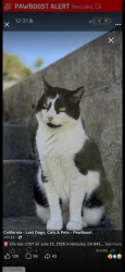 Lost Female Cat last seen Lupine road, Hercules, CA 94547