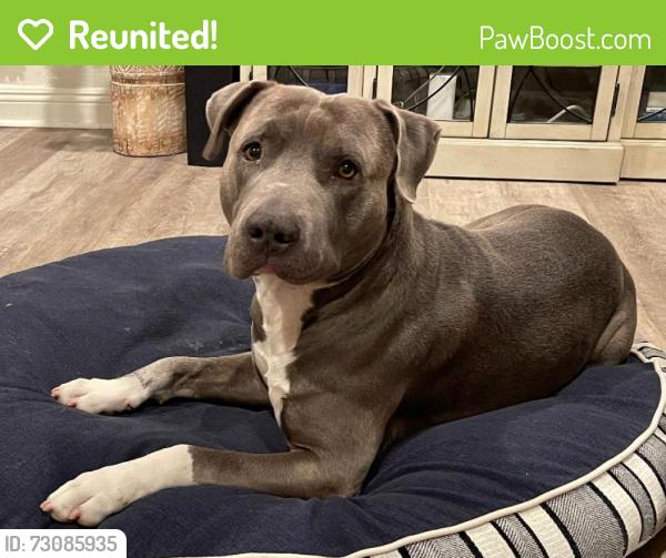 Reunited Male Dog last seen Imperial Highway and Vermont, Westmont, CA 90047