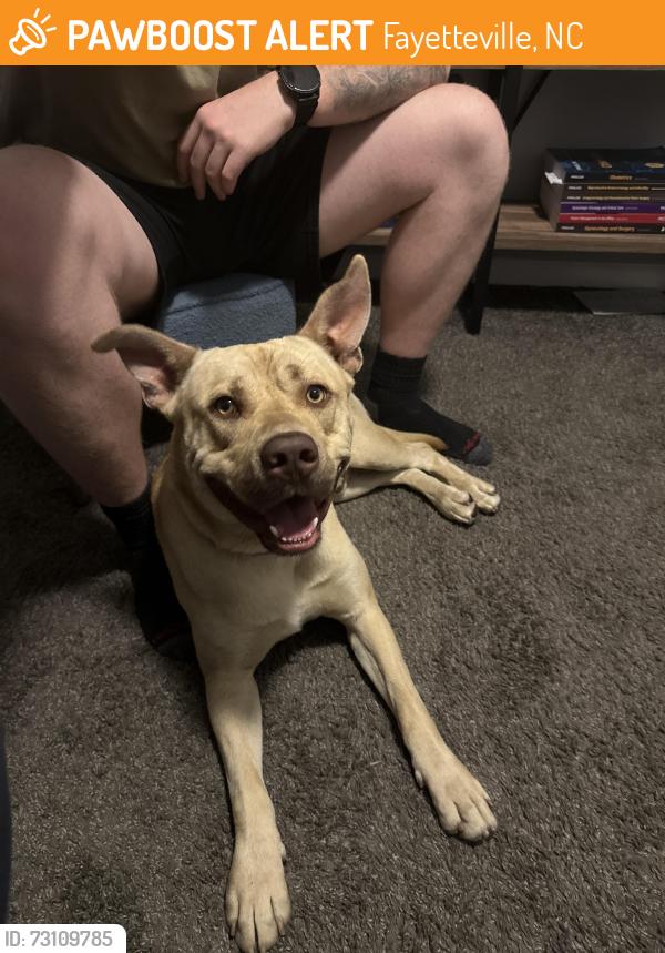 Found/Stray Male Dog last seen Montibello, Fayetteville, NC 28314
