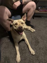 Found/Stray Male Dog last seen Montibello, Fayetteville, NC 28314