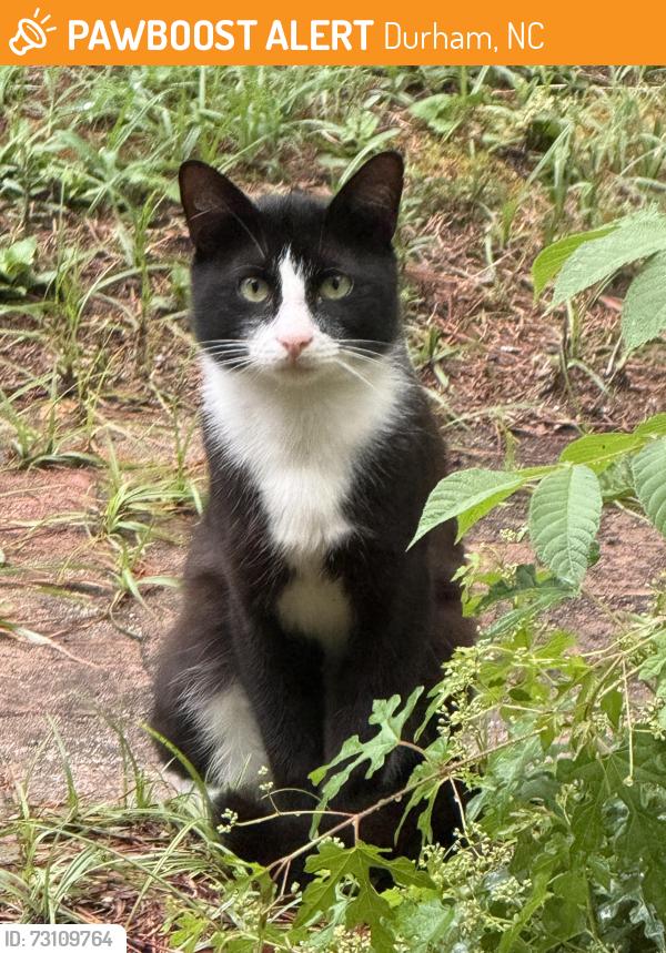 Found/Stray Unknown Cat last seen Beverly Drive near Forest Hills Park, Durham, NC 27707