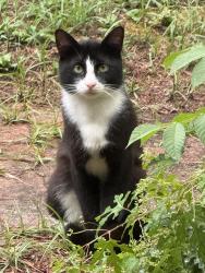 Found/Stray Unknown Cat last seen Beverly Drive near Forest Hills Park, Durham, NC 27707