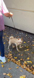 Found/Stray Female Dog last seen Hilltop, Richmond, CA 94806