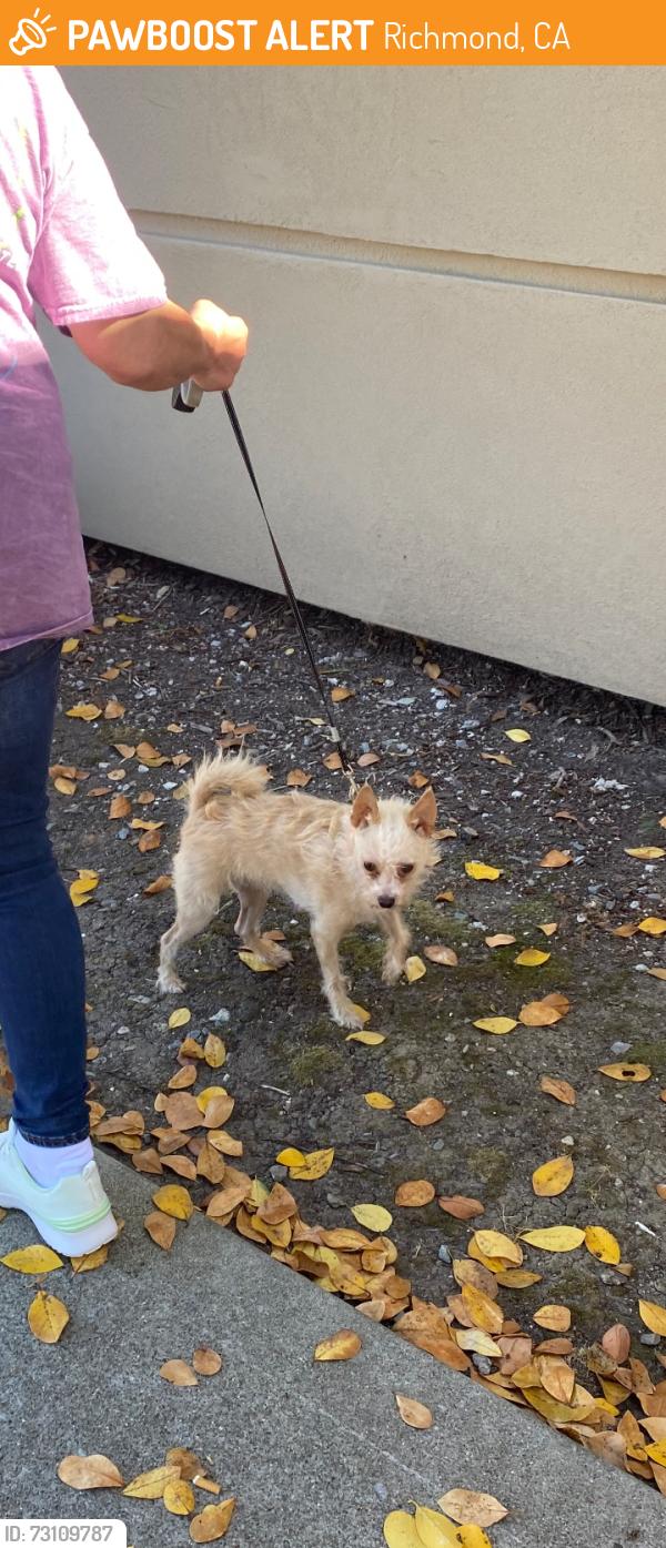 Found/Stray Female Dog last seen Hilltop, Richmond, CA 94806