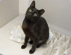 Lost Female Cat last seen Stapely and Mckellips, Mesa, AZ 85203