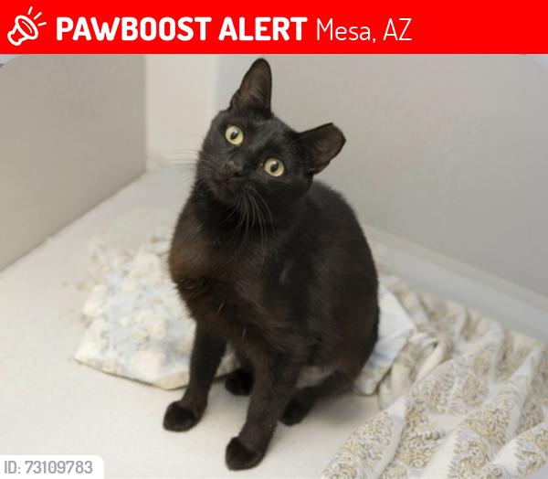 Lost Female Cat last seen Stapely and Mckellips, Mesa, AZ 85203
