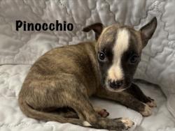 Shelter Stray Male Dog last seen Near Benton Blvd, 64130, MO, 7077 Elmwood Ave, Kansas City, MO 64132, USA