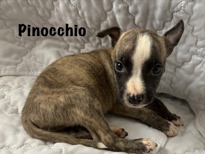 Shelter Stray Male Dog last seen Near Benton Blvd, 64130, MO, 7077 Elmwood Ave, Kansas City, MO 64132, USA