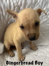 Shelter Stray Male Dog last seen Near Benton Blvd, 64130, MO, 7077 Elmwood Ave, Kansas City, MO 64132, USA