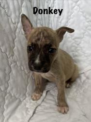 Shelter Stray Male Dog last seen Near Benton Blvd, 64130, MO, 7077 Elmwood Ave, Kansas City, MO 64132, USA
