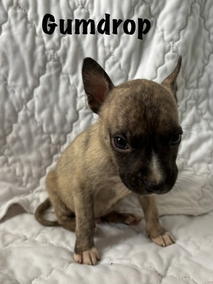 Shelter Stray Male Dog last seen Near Benton Blvd, 64130, MO, 7077 Elmwood Ave, Kansas City, MO 64132, USA