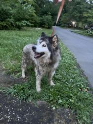 Reunited Unknown Dog last seen Sunoco, Johnson City, TN 37601