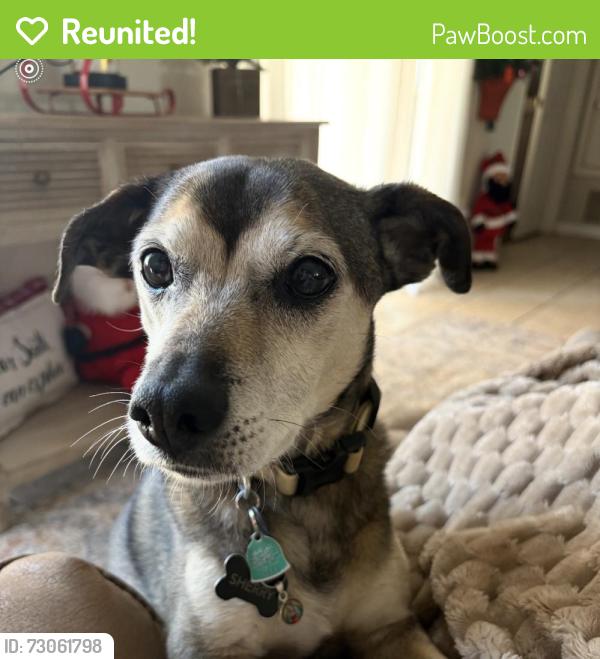 Reunited Female Dog last seen Shirlane morrow, Albuquerque, NM 87106