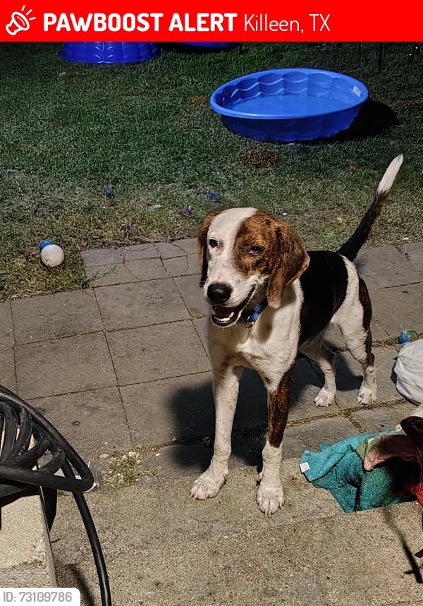 Lost Male Dog last seen 10th Street, Killeen, TX 76541