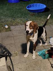 Lost Male Dog last seen 10th Street, Killeen, TX 76541