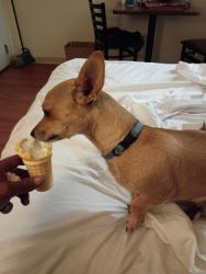 Lost Male Dog last seen Near ave indianschool, Phoenix, AZ 85017