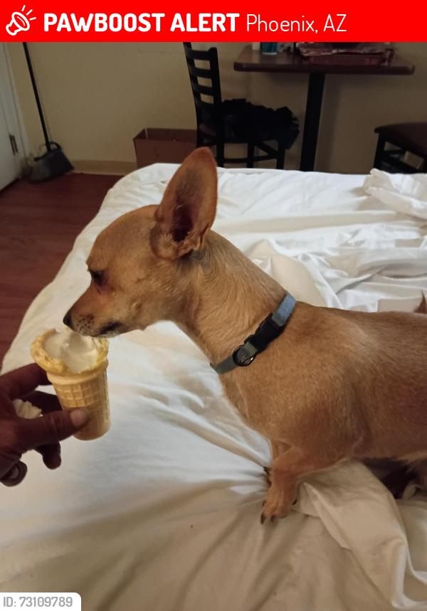 Lost Male Dog last seen Near ave indianschool, Phoenix, AZ 85017