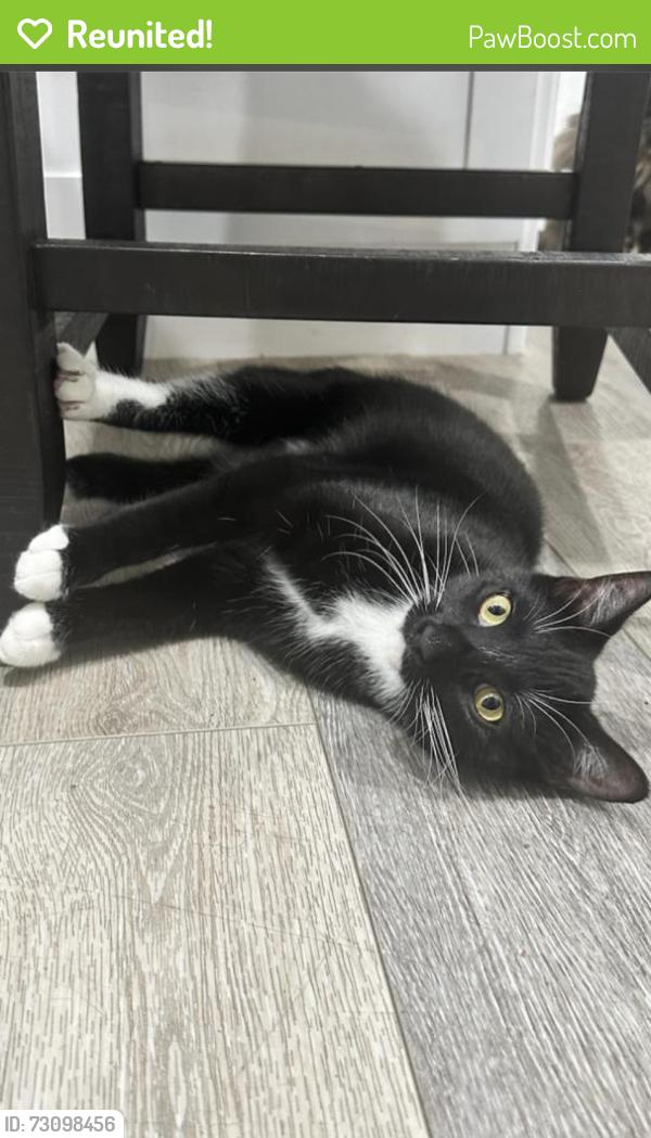 Reunited Female Cat last seen Near Hamilton, Huntington Beach, CA 92646