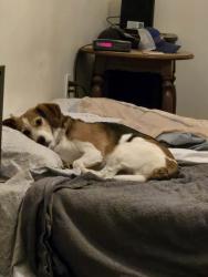 Lost Male Dog last seen Heritage Lake Road, Wake Forest, Wake Forest, NC 27587