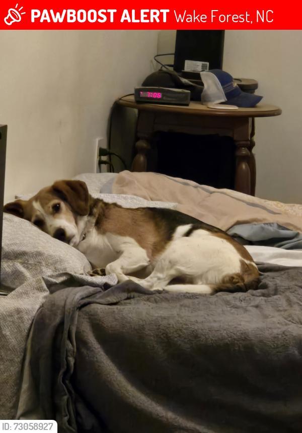 Lost Male Dog last seen Heritage Lake Road, Wake Forest, Wake Forest, NC 27587