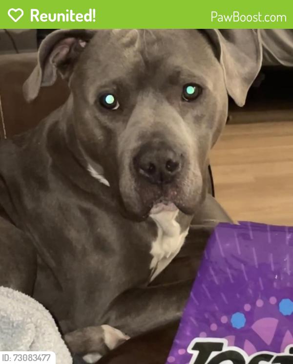 Reunited Male Dog last seen N Decatur and craig, Las Vegas, NV 89031