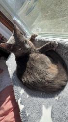 Lost Female Cat last seen Near FVTC., Appleton, WI 54914