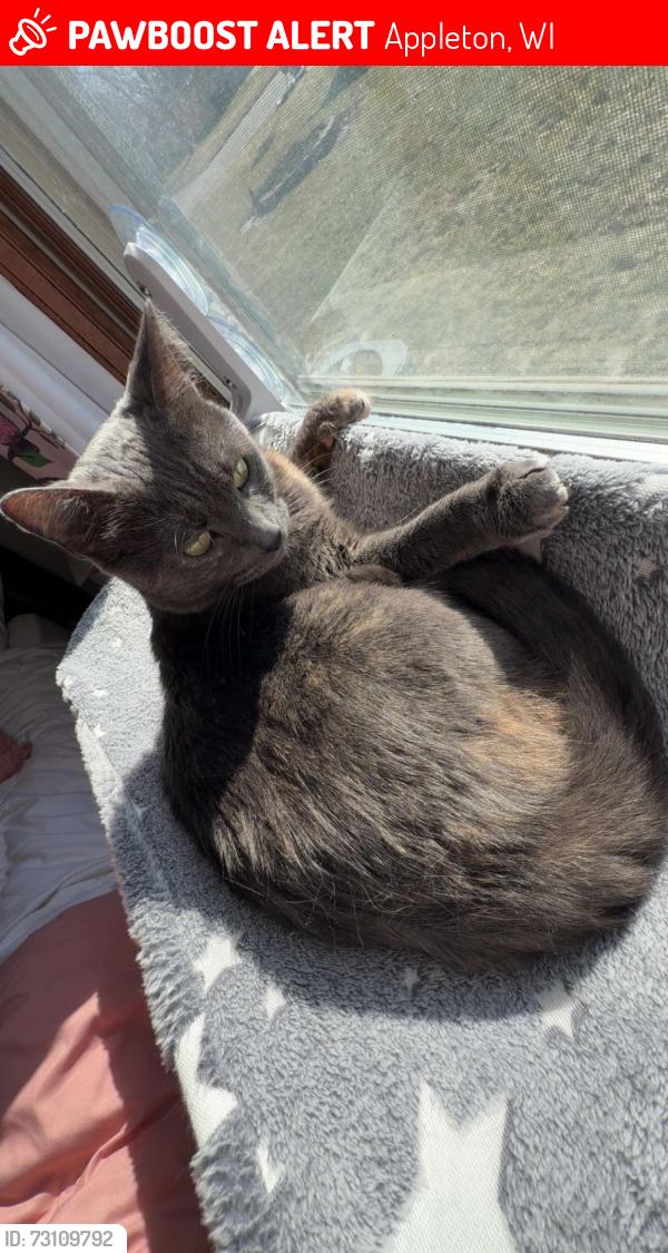 Lost Female Cat last seen Near FVTC., Appleton, WI 54914