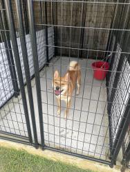 Reunited Male Dog last seen Blue mockingbird ct & gold saddle ln, Magnolia, TX 77354