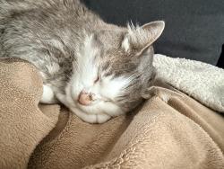Reunited Male Cat last seen Longfellow p patch, Seattle, WA 98106