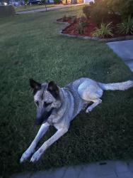 Found/Stray Male Dog last seen Joseph ElementarySchool, Charlotte, NC 28215