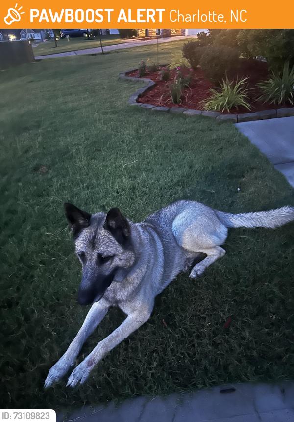 Found/Stray Male Dog last seen Joseph ElementarySchool, Charlotte, NC 28215