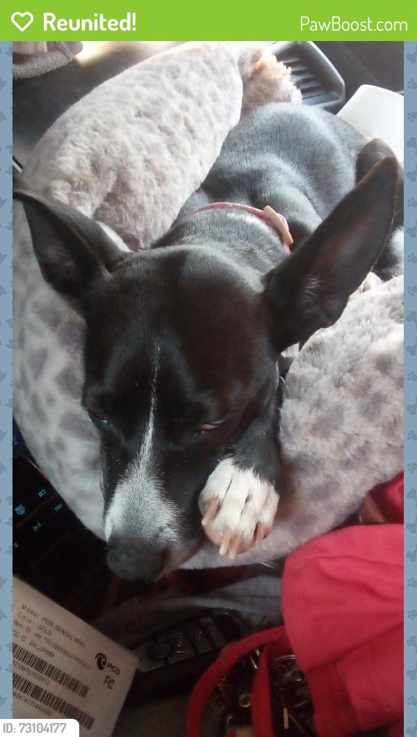 Reunited Female Dog last seen Pike parking garage by Nike, Long Beach, CA 90815