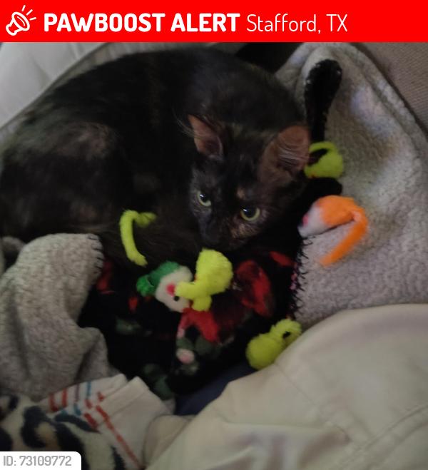 Lost Female Cat last seen Summer Park Drive, Stafford, TX 77477