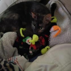 Lost Female Cat last seen Summer Park Drive, Stafford, TX 77477