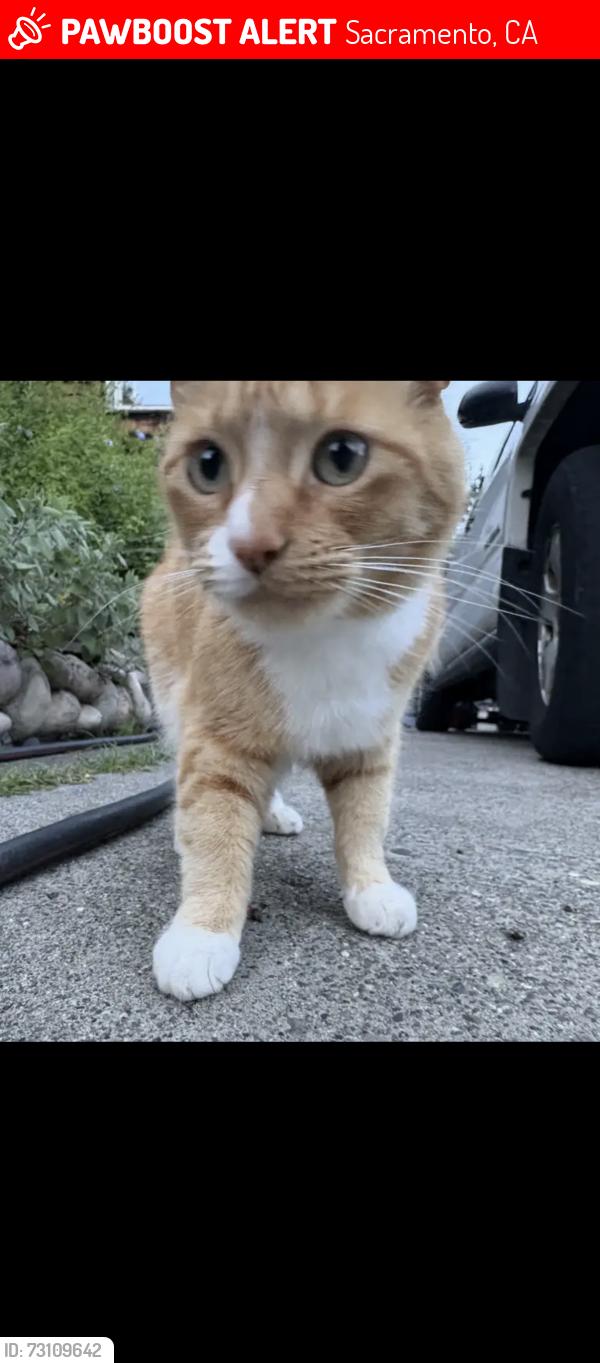 Lost Male Cat last seen D & 45th, Sacramento, CA 95819