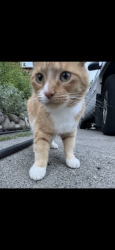 Lost Male Cat last seen D & 45th, Sacramento, CA 95819