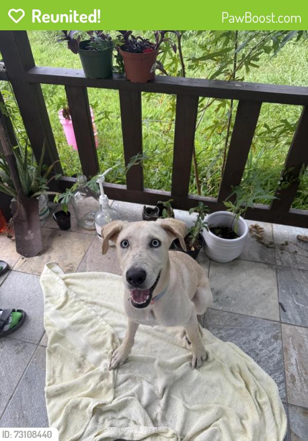 Reunited Female Dog last seen Near Irvington and Post Street, Houston, TX 77022