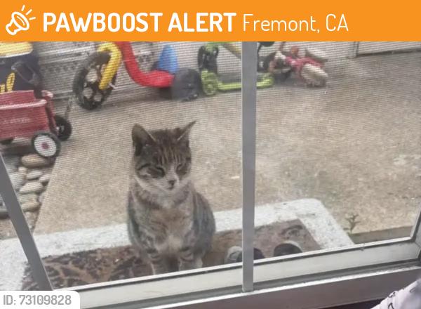 Found/Stray Unknown Cat last seen jacinto dr, Fremont, CA 94536