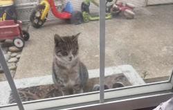Found/Stray Unknown Cat last seen jacinto dr, Fremont, CA 94536