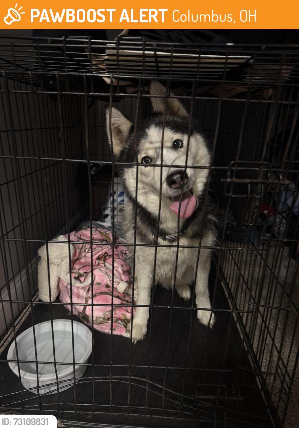 Found/Stray Female Dog last seen Parkwood ave and Cleveland, Columbus, OH 43211