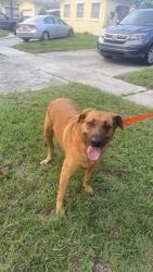 Reunited Male Cat last seen Near nw 47 terrace, Lauderhill, FL 33313