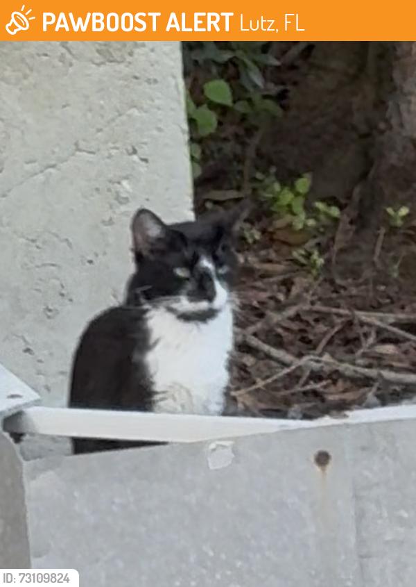 Found/Stray Unknown Cat last seen North Dale Mabry/ Calusa Trace Blvd, Lutz, FL 33548