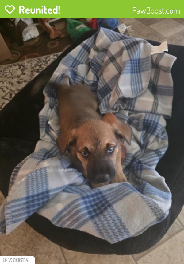 Reunited Male Dog last seen StoneCross Glen & Greenwood Point Dr., Cypress Springs, TX 77433