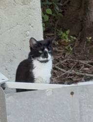 Found/Stray Unknown Cat last seen North Dale Mabry/ Calusa Trace Blvd, Lutz, FL 33548