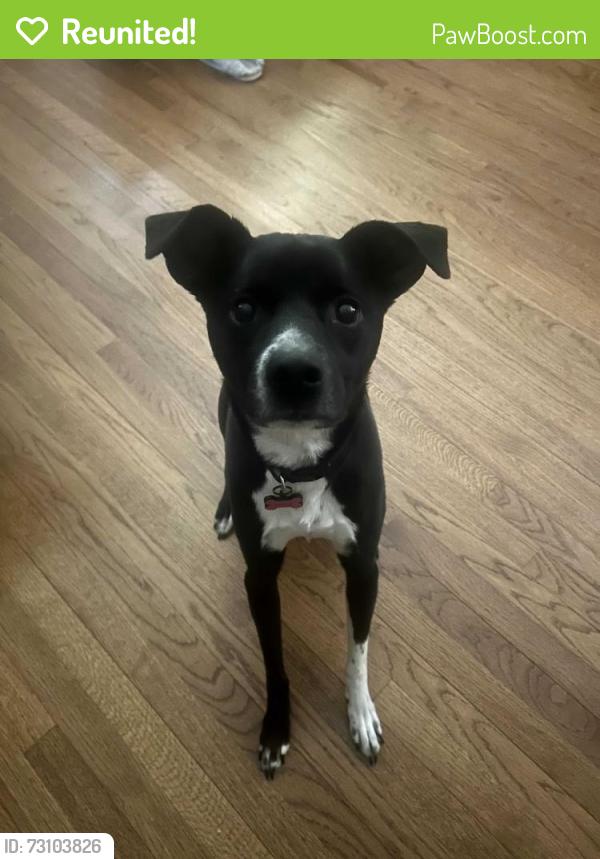 Reunited Female Dog last seen Laurel Lane/Jones Hollow Rd, Marlborough, CT 06447
